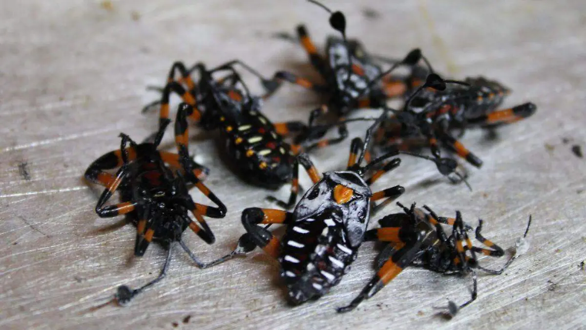 Una vez recolectados se vierten en una bandeja con agua para “desflemarlos”