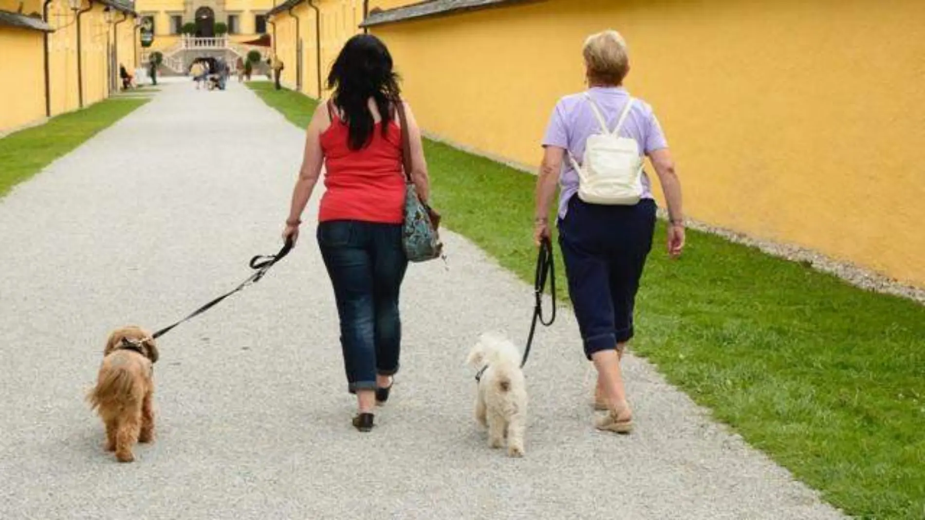 walking-person-woman-old-dog-walk-864997-pxhere.com