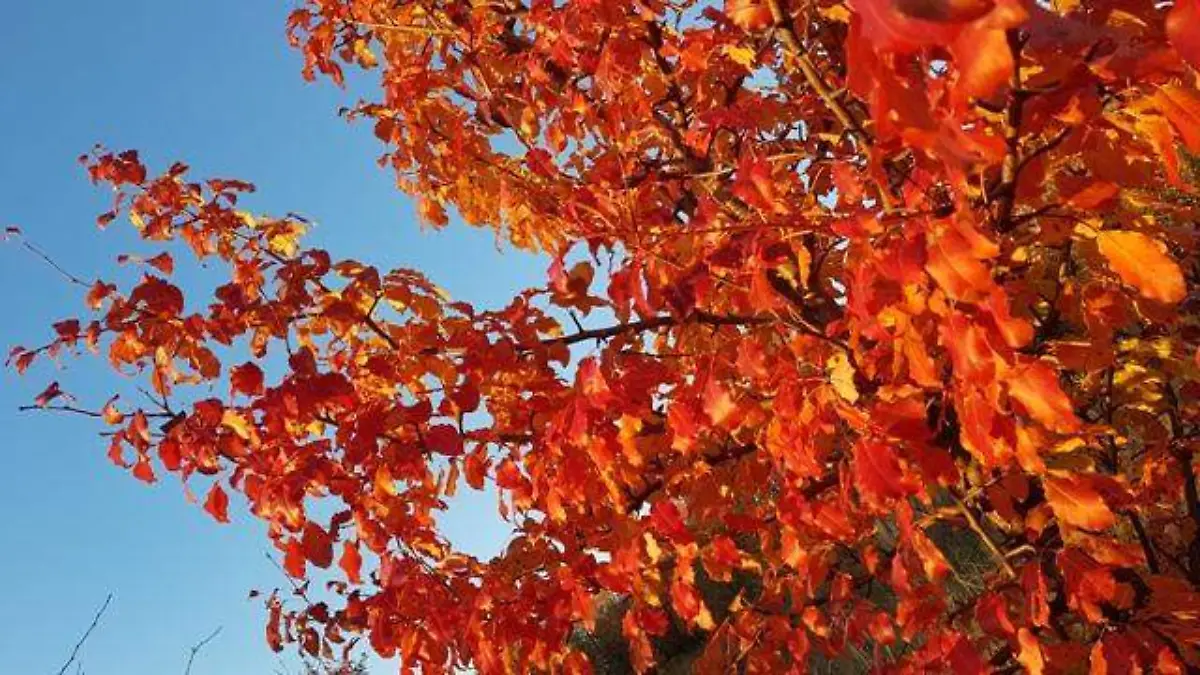 sky-autumn-autumn-leaves-red-leaves-red-leaf-1453135-pxhere.com