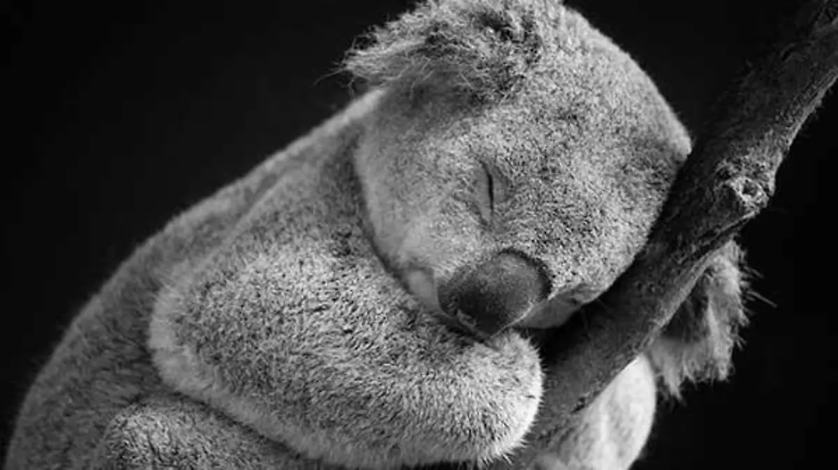 koala-dormido