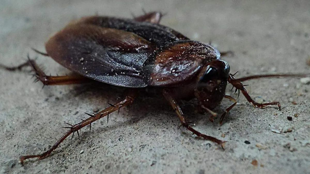 Las molestas cucarachas en esta temporada suelen caminar por el piso, las paredes y todo tipo de objetos que tengas en tu hogar