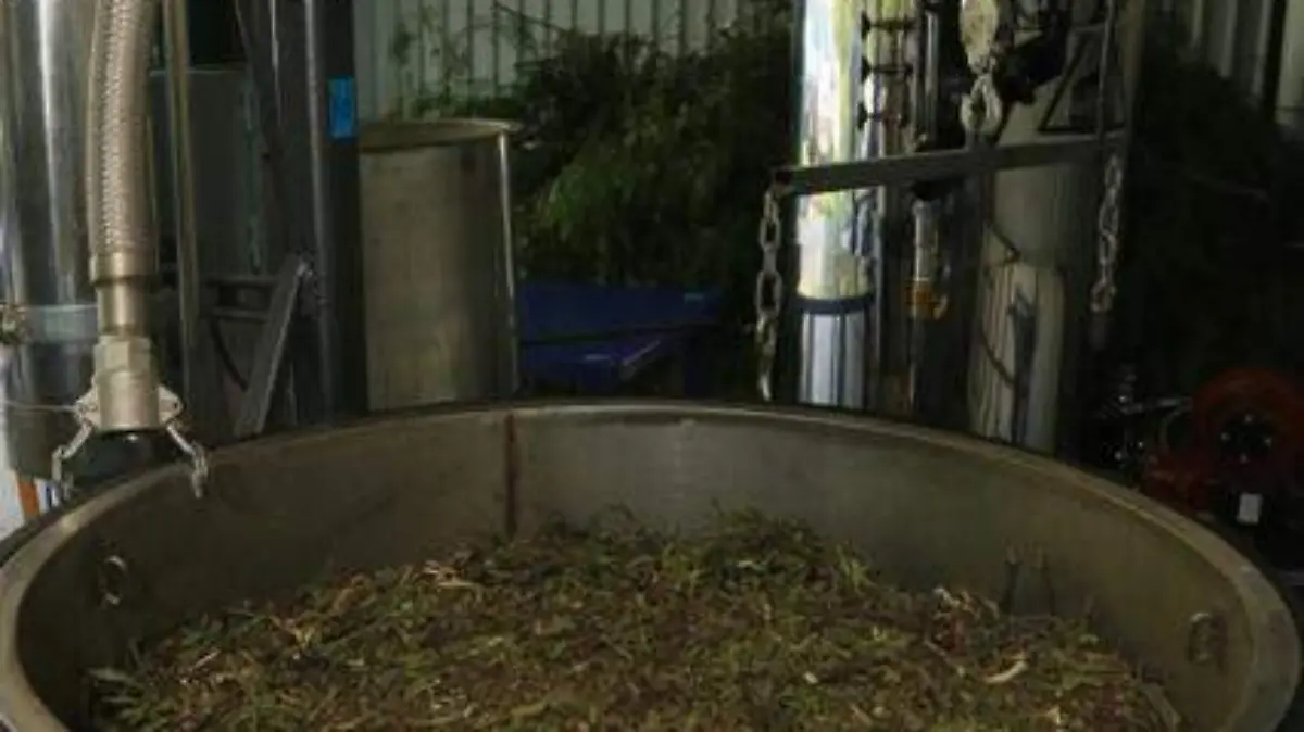 proceso par obtención de aceite esencial de lavanda