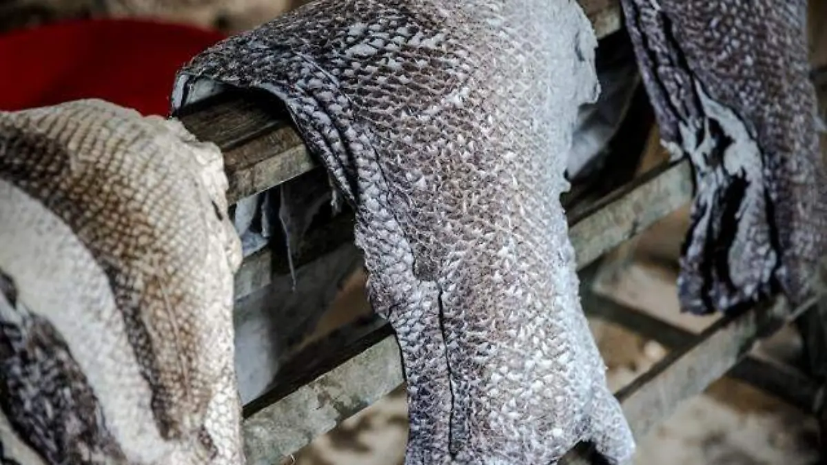 Pieles de pescado