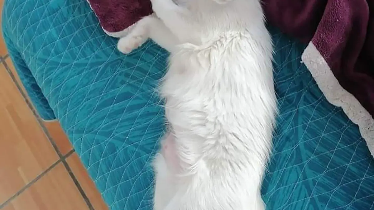 asi viven los gatitos