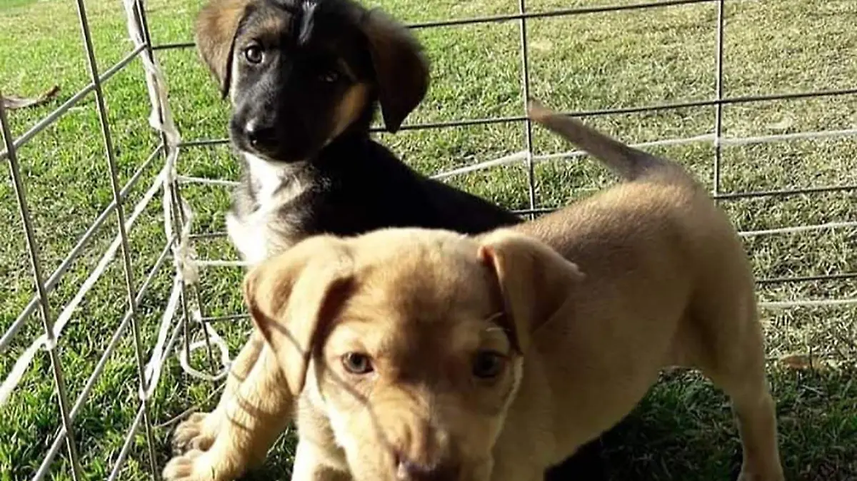 CACHORRITOS RESCATADOS