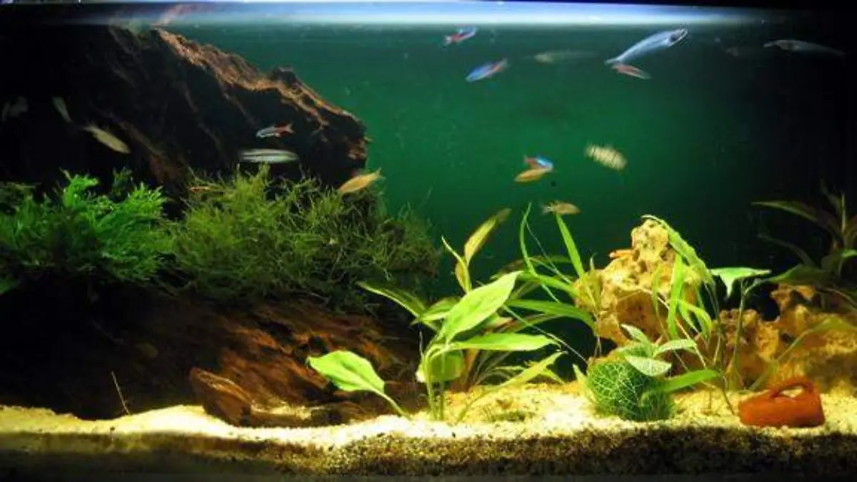 Aquariumsimple_Richardfabi~Wikipedia