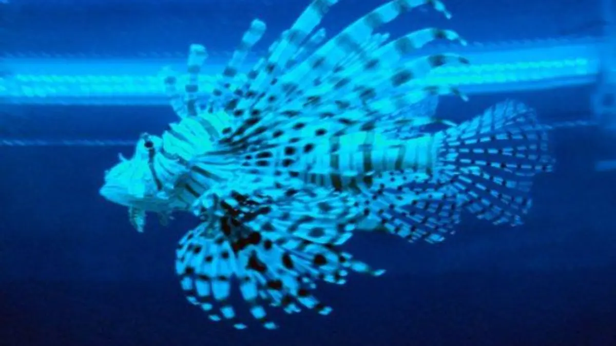 pez-leon en parque explora