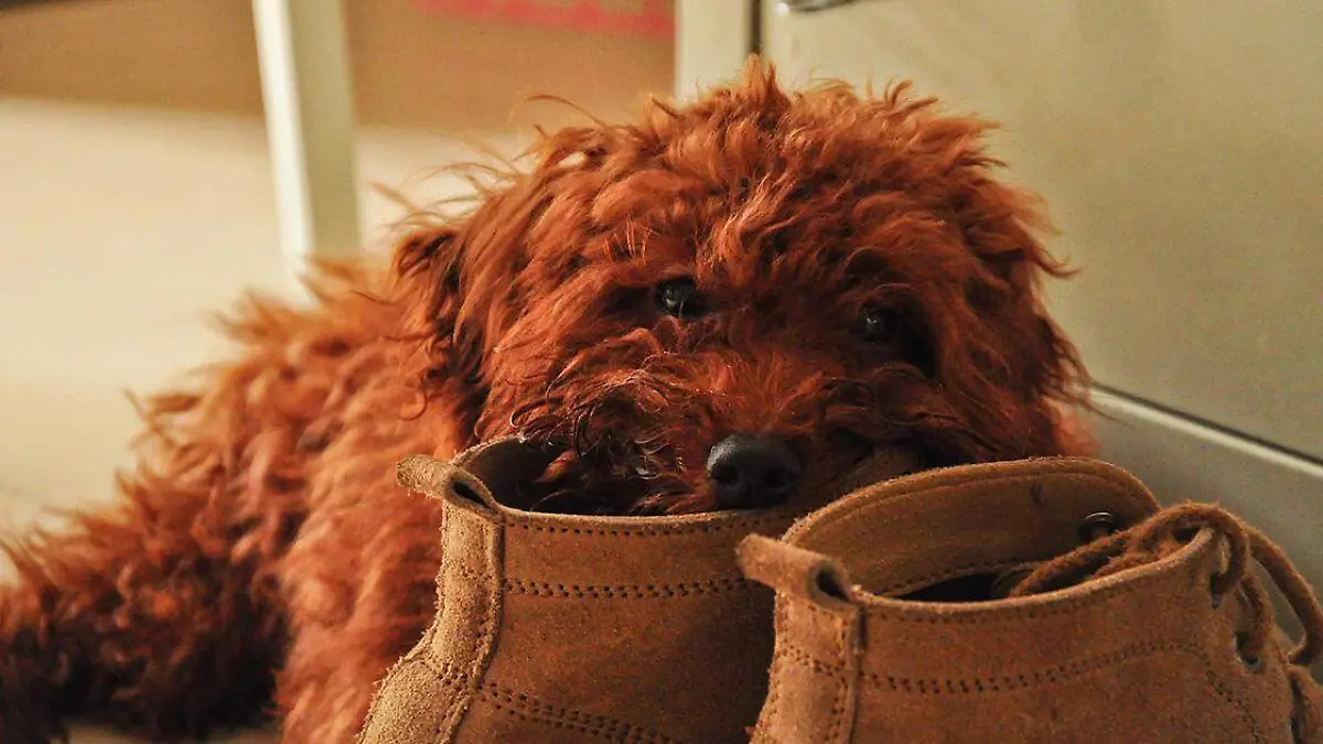 Si eres de los que castiga a su mascota por morder tu calzado piénsalo dos veces