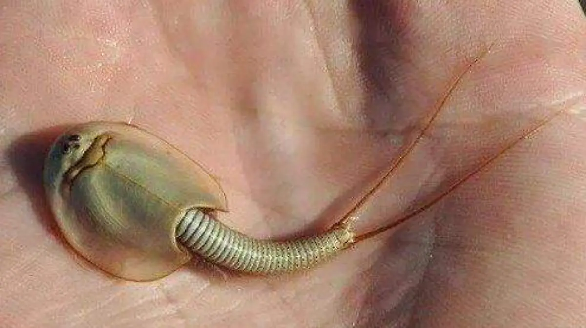 El Triops cancriformis es la especie más antigua de la Tierra
