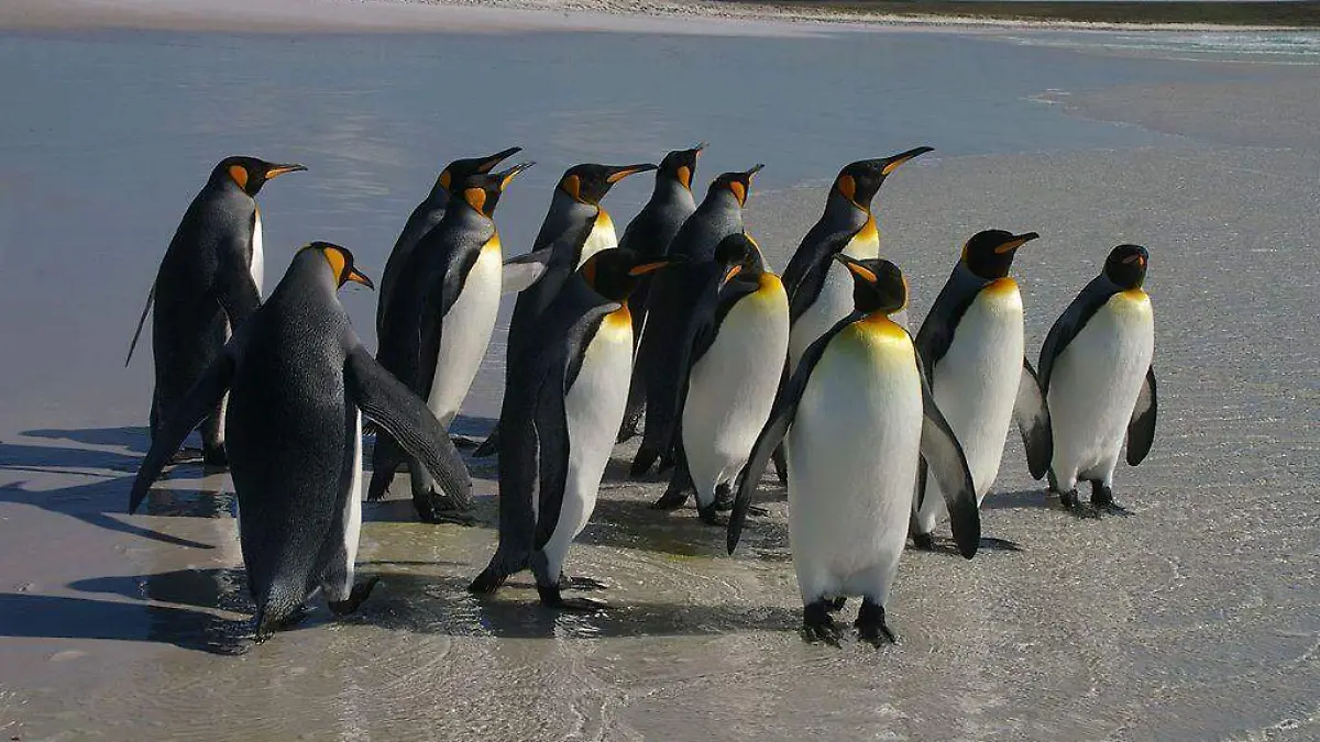 pinguinos