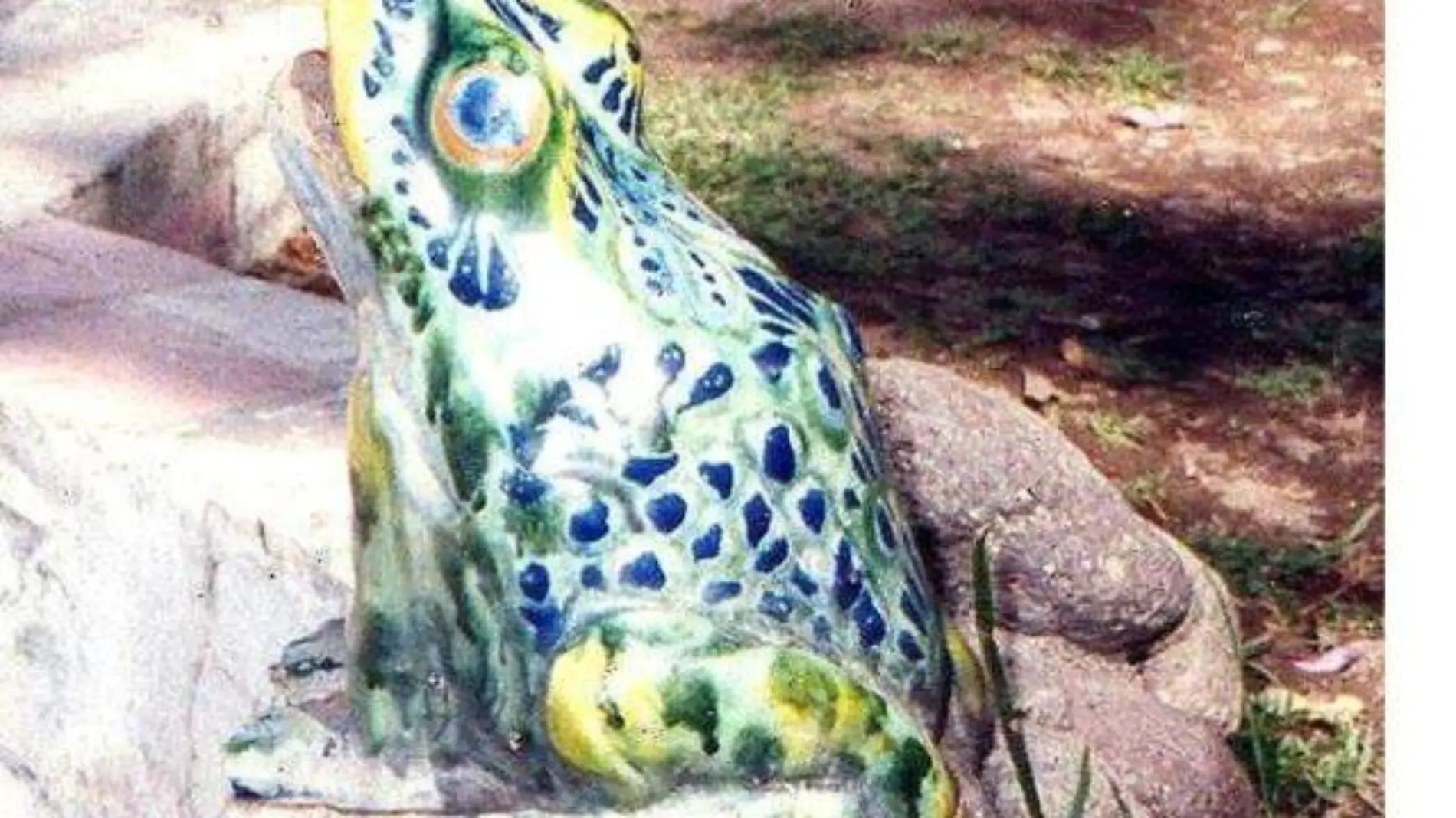 sapotalavera