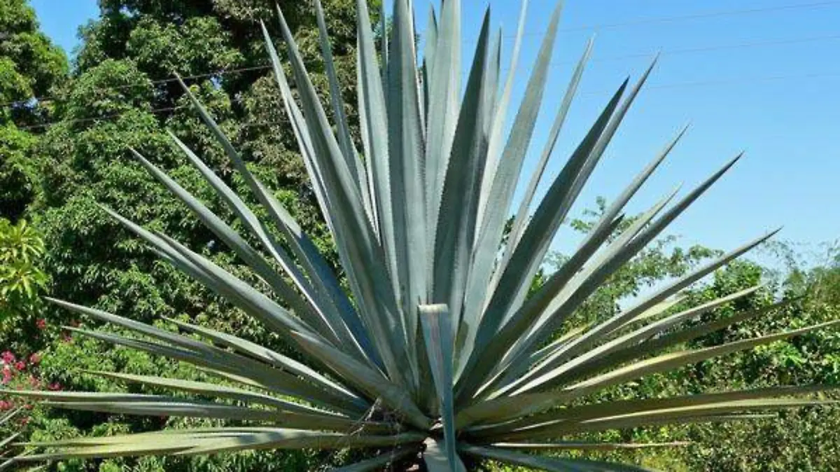 agave