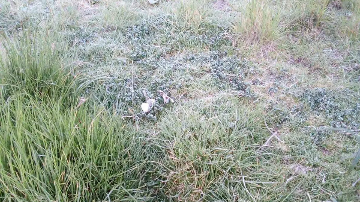 La inesperada llegada de heladas trae consigo pérdidas en cultivos