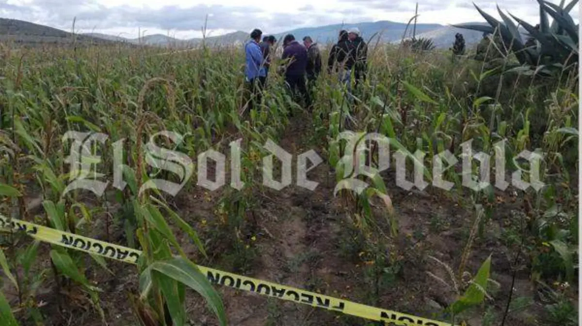 cultivos cañada morelos
