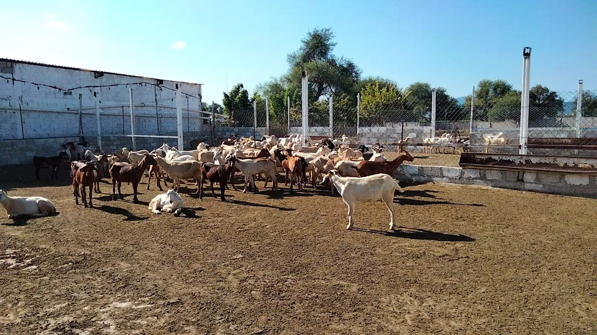 HISTORIA 2 CHIVOS JAJ