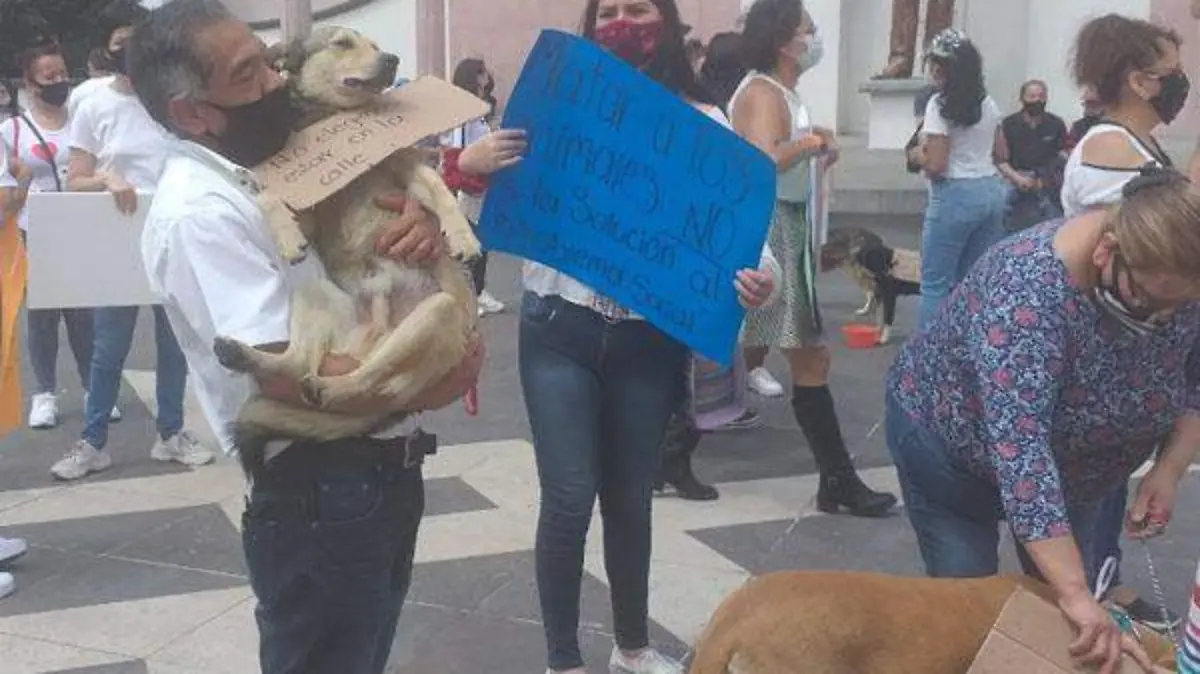 animales teziutlan1 
