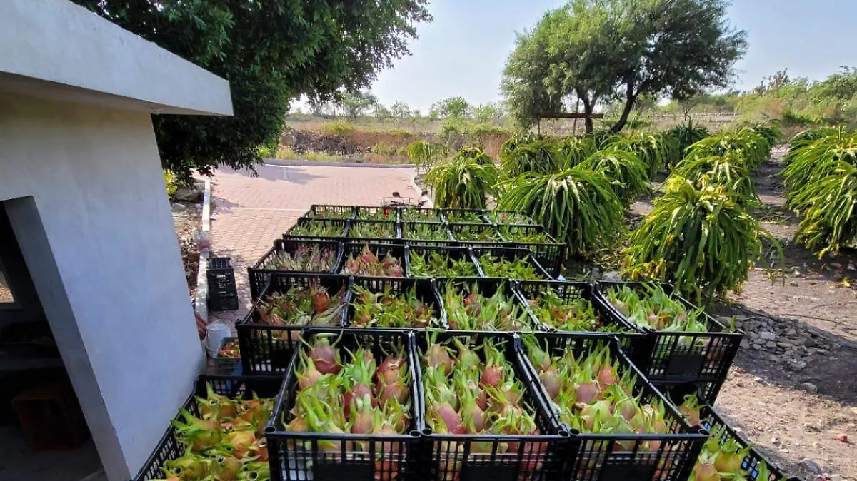 PITAYAHA 04 Carmen Flores