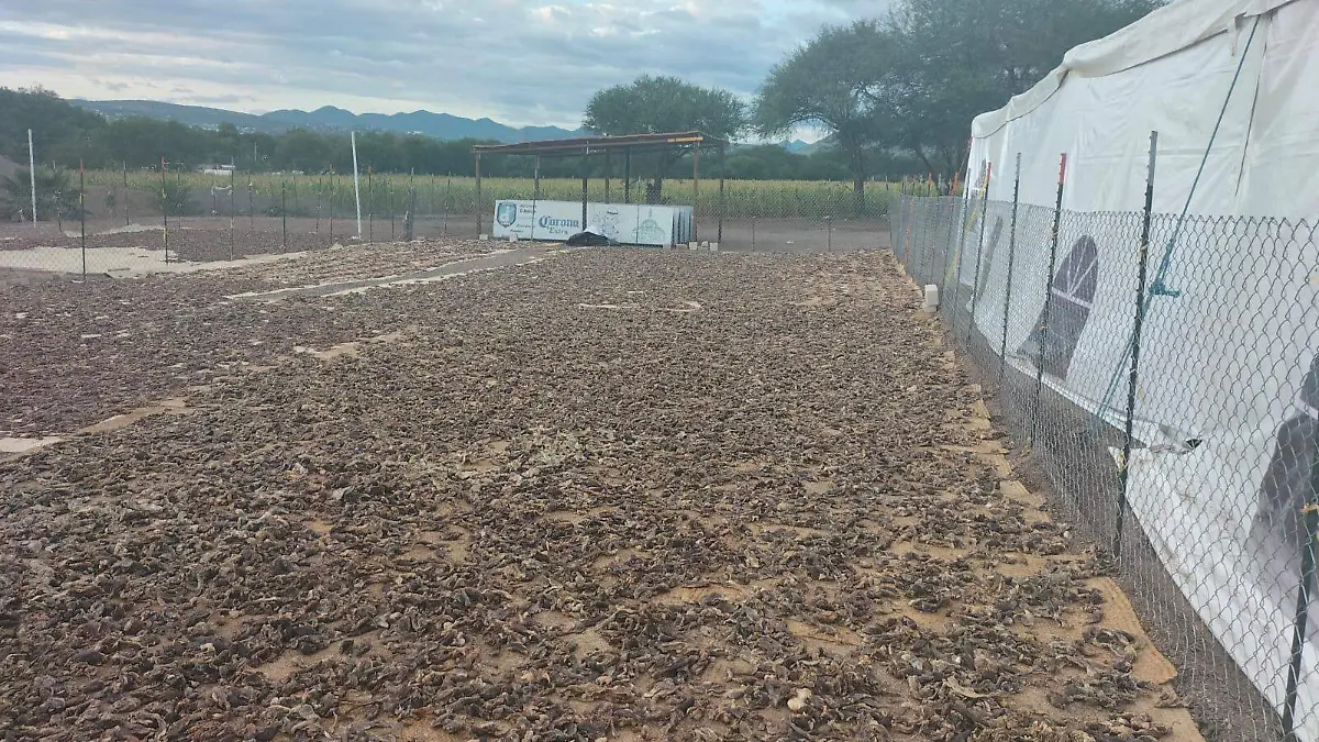 MATANZA CHIVOS La ceremonia se realiza en la hacienda de Chon Maza