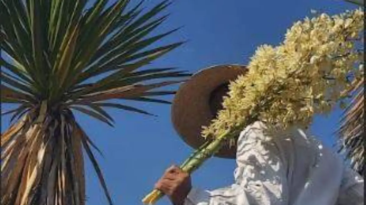 palmito, un alimentos ancestral que podría valer miles de pesos