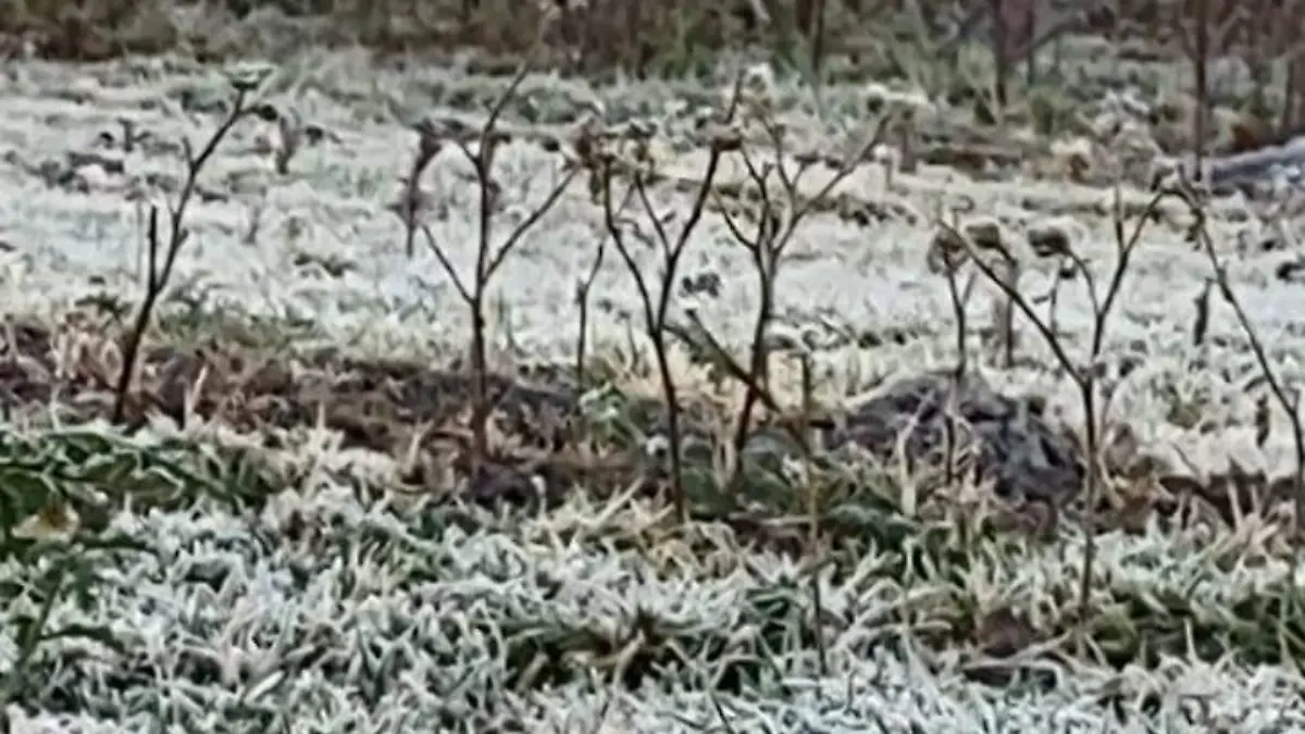 Agricultores cuidan su cosecha
