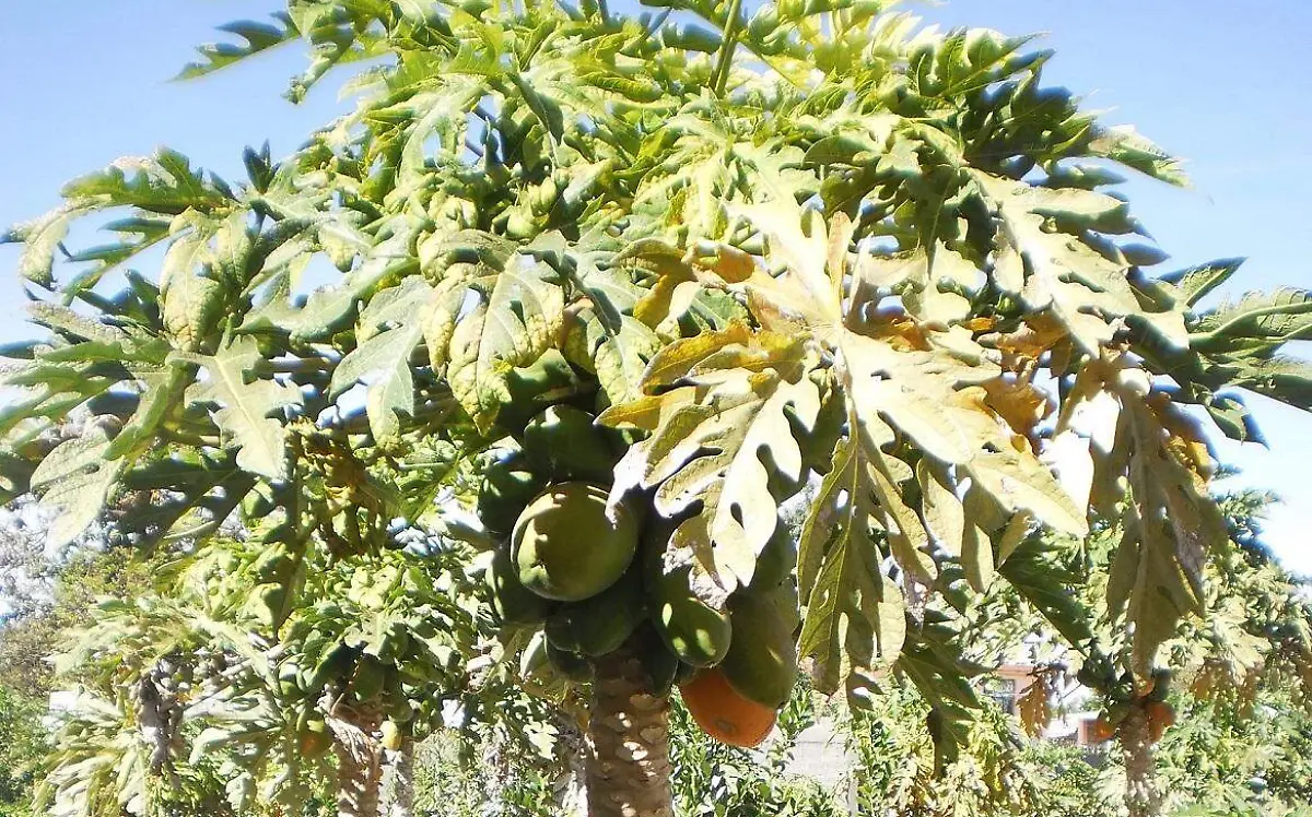 PAPAYOS
