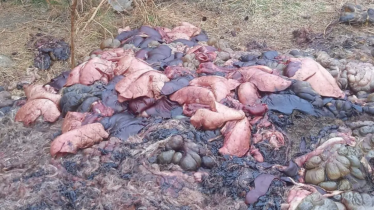 Vísceras en tiradero clandestino localizado en canal de El Ajal