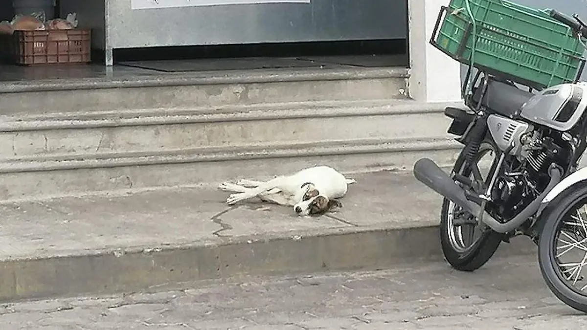 Blanquita, perrita callejera se debate entre la vida y la muerte