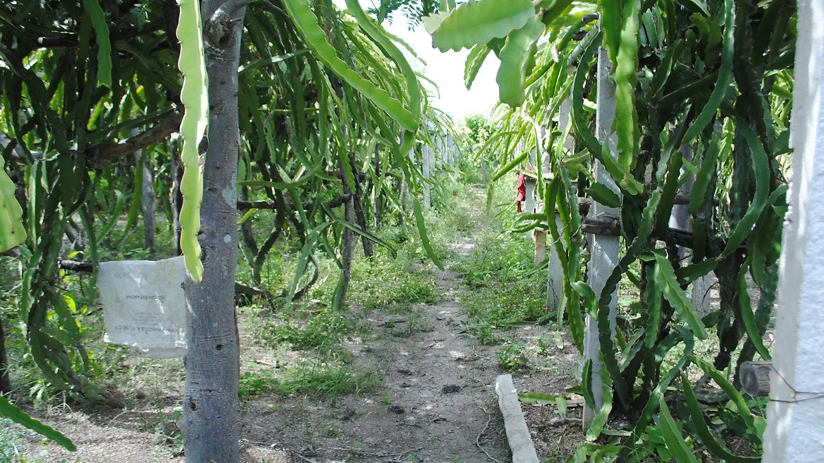 HUERTA DE PITAHAYA