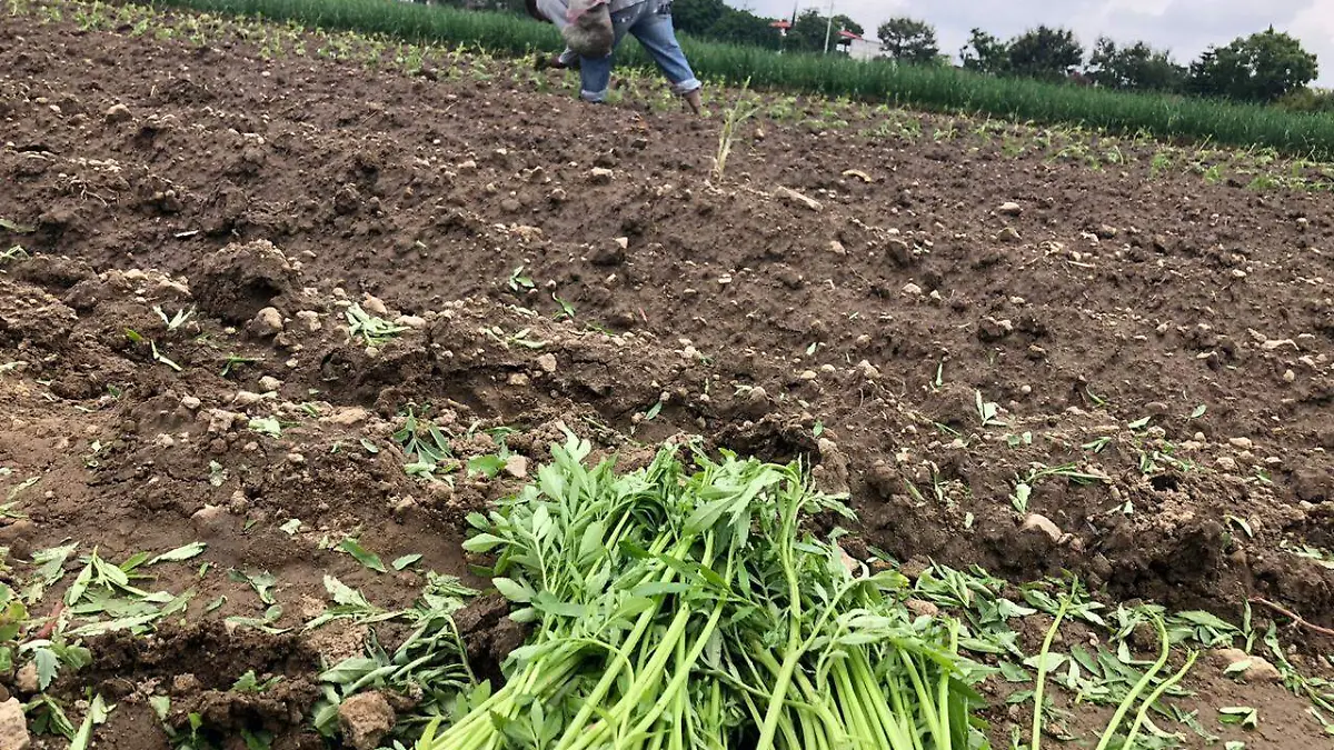 Siembra de cempasúchil 1