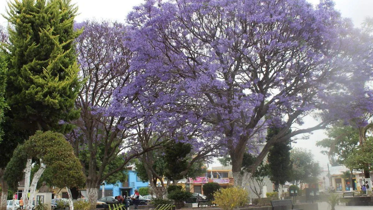 amozoc acordonan