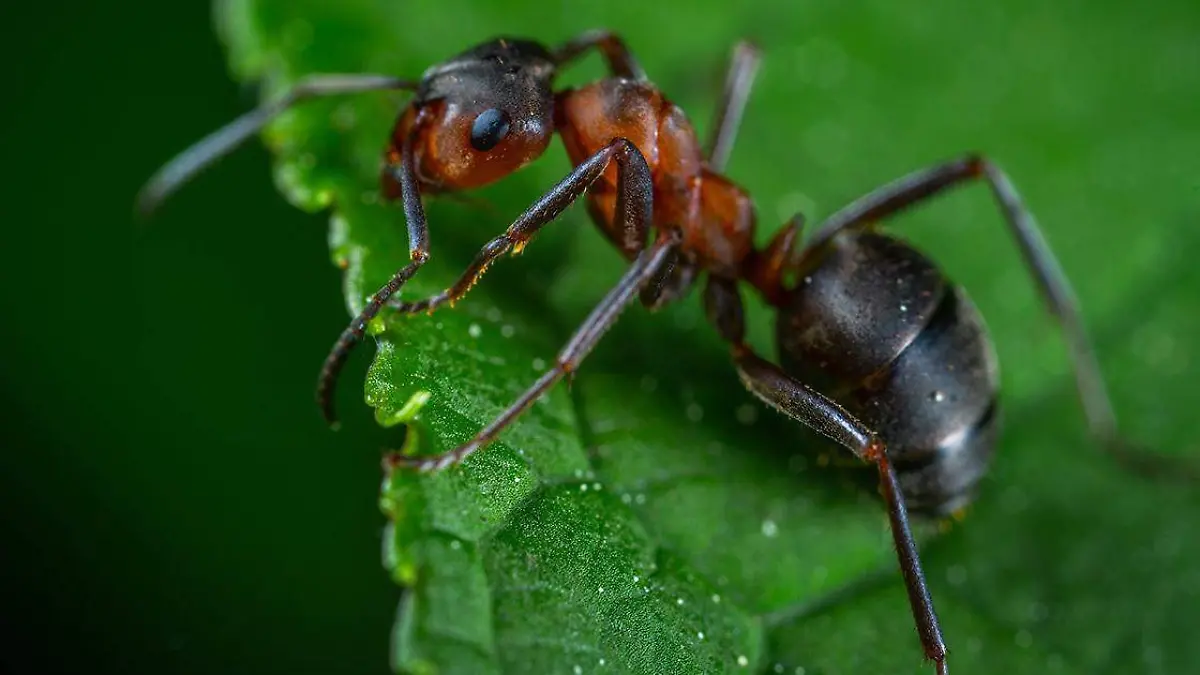 Es común que algunos insectos suelan ser “lindos” para la vista humana