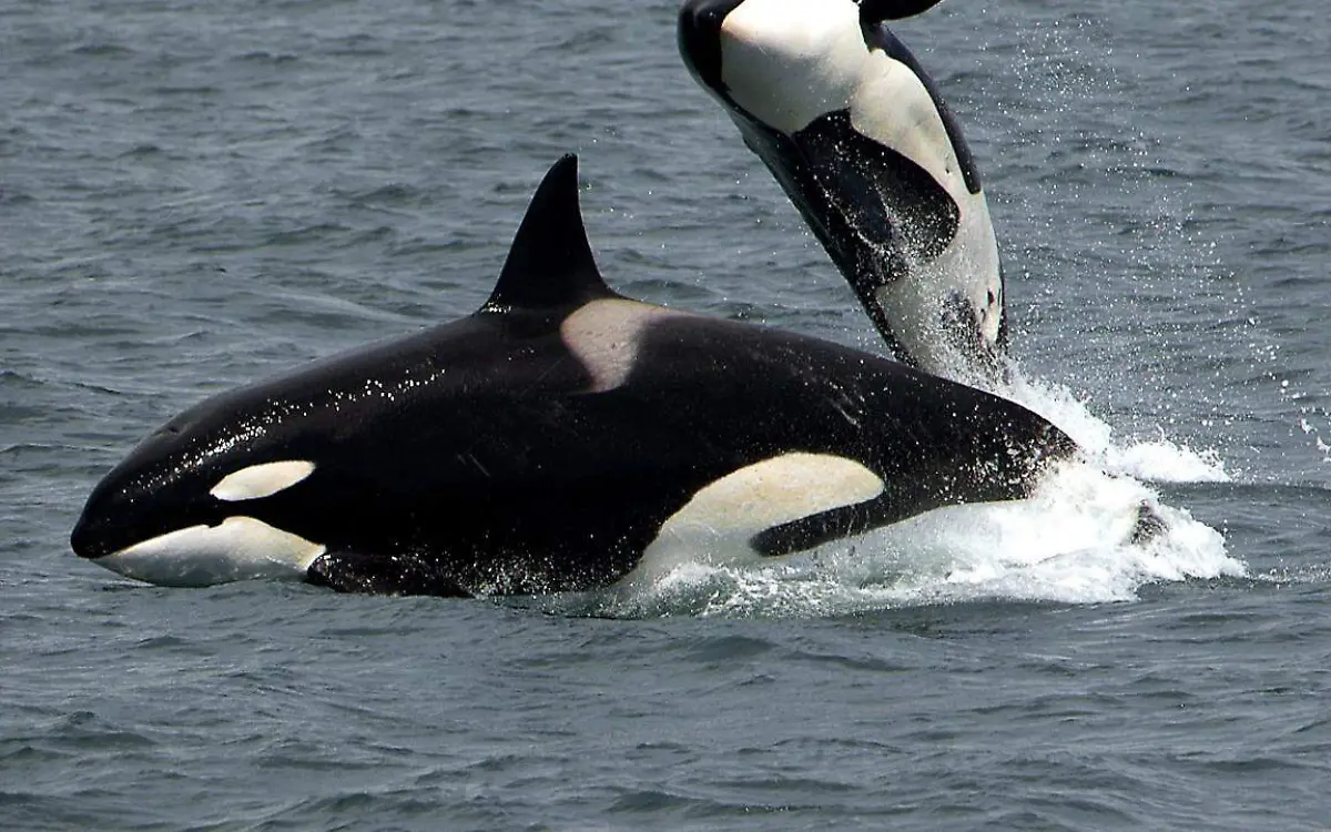 orcas