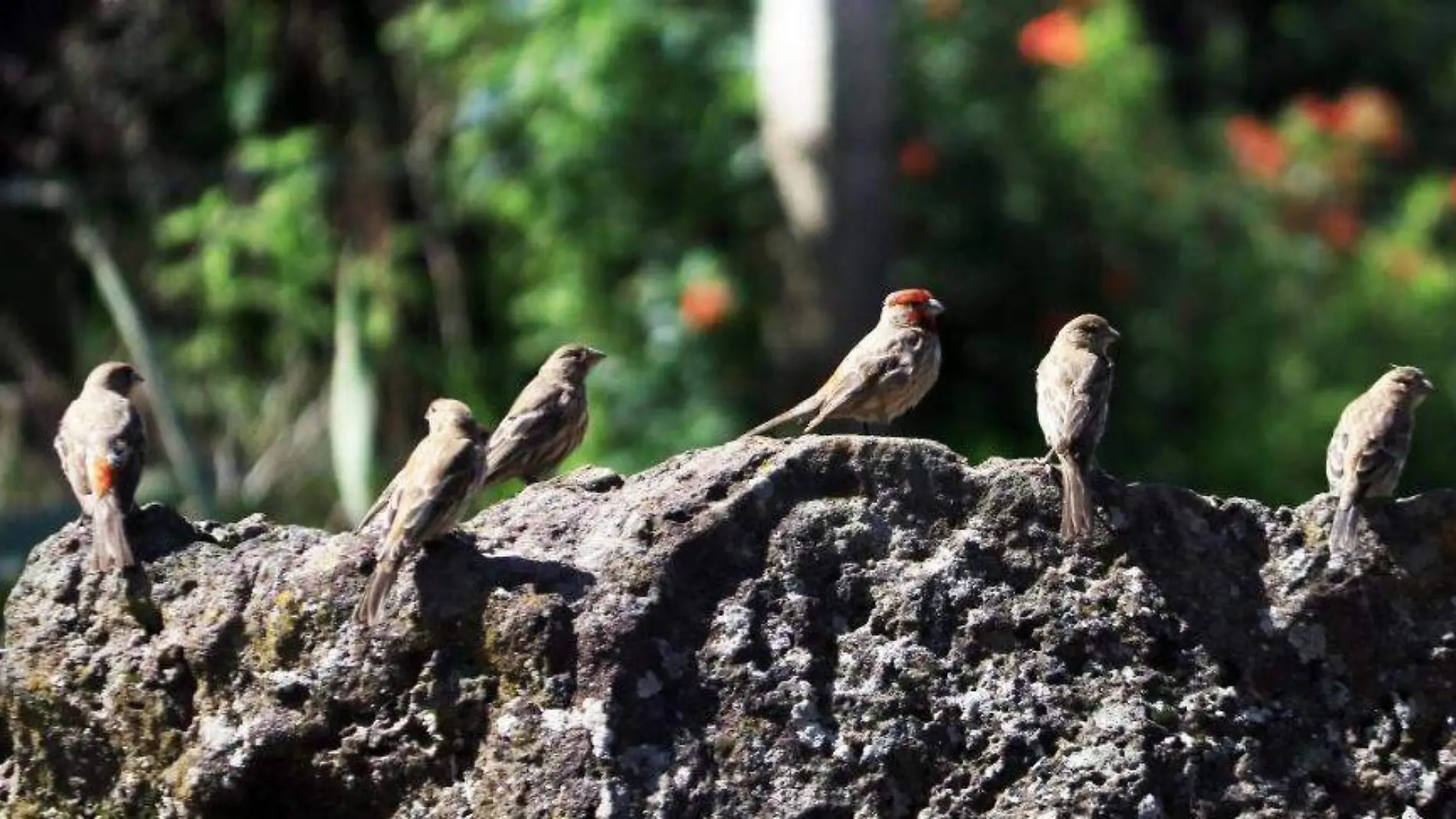 Aves-Conservación