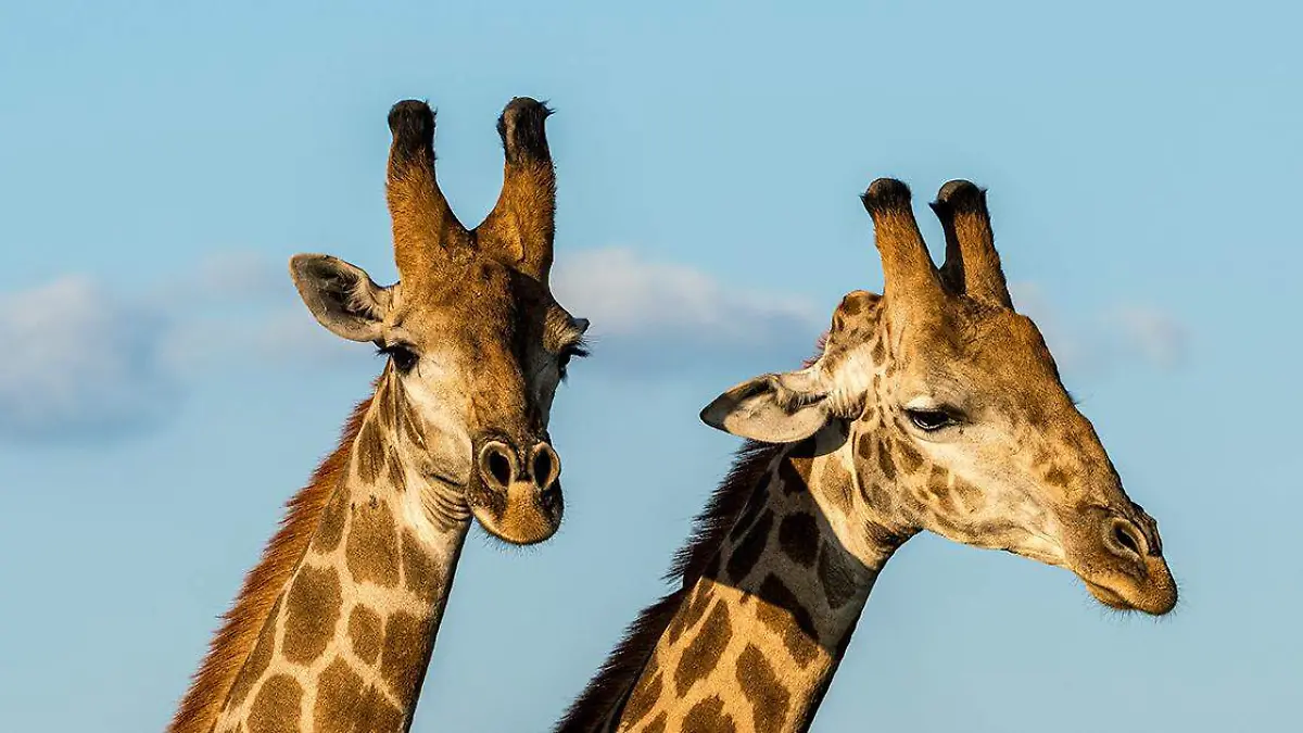 Las jirafas son consideradas como seres solitarios que suelen hacer una vida por su cuenta en lugar de acompañados por otros ejemplares