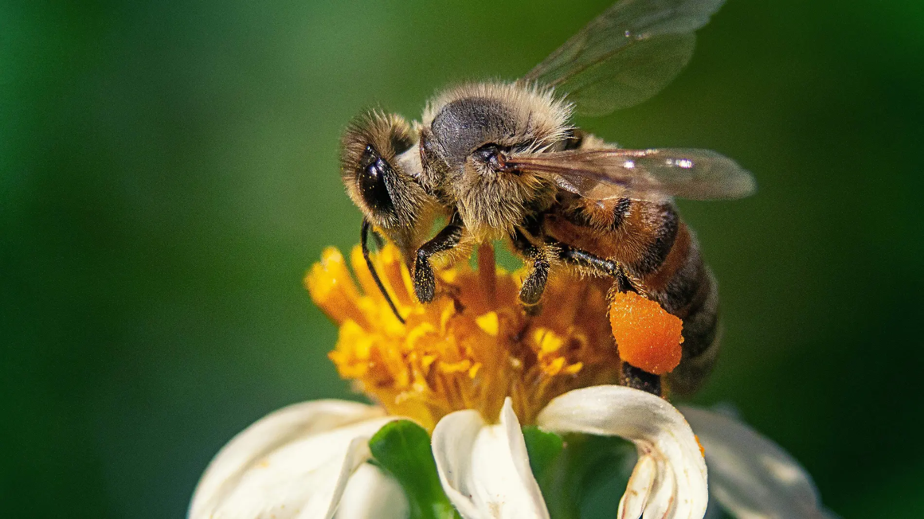 primer-plano-abeja-flor-manzanilla