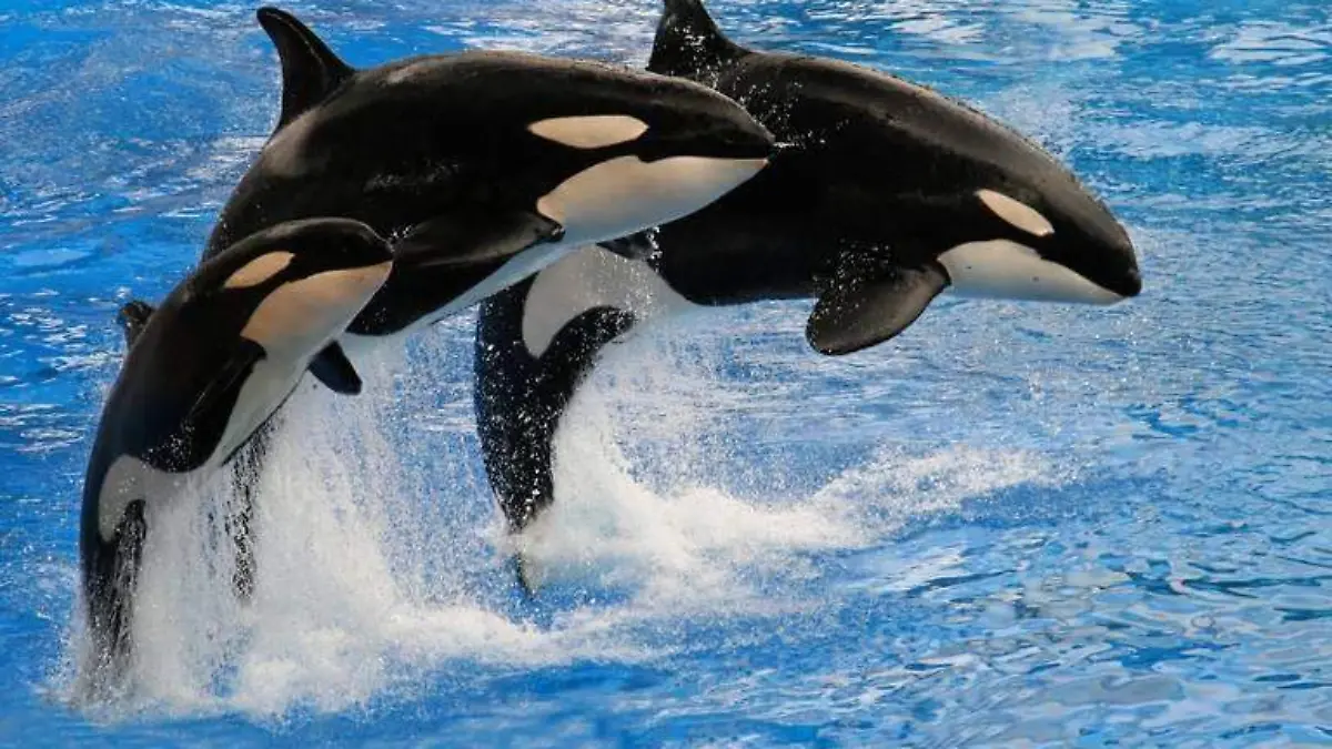 orcas