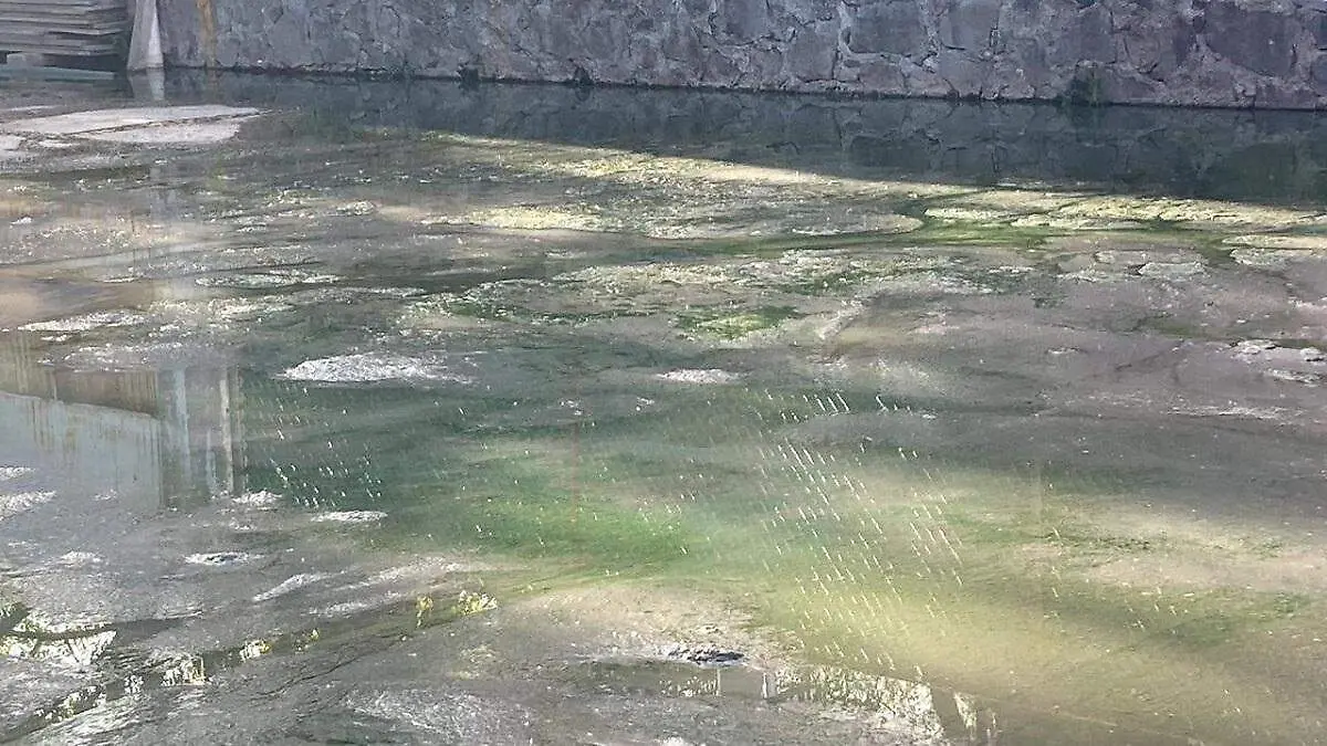Entre aguas residuales viven familias de Los Sauces y carecen de apoyo