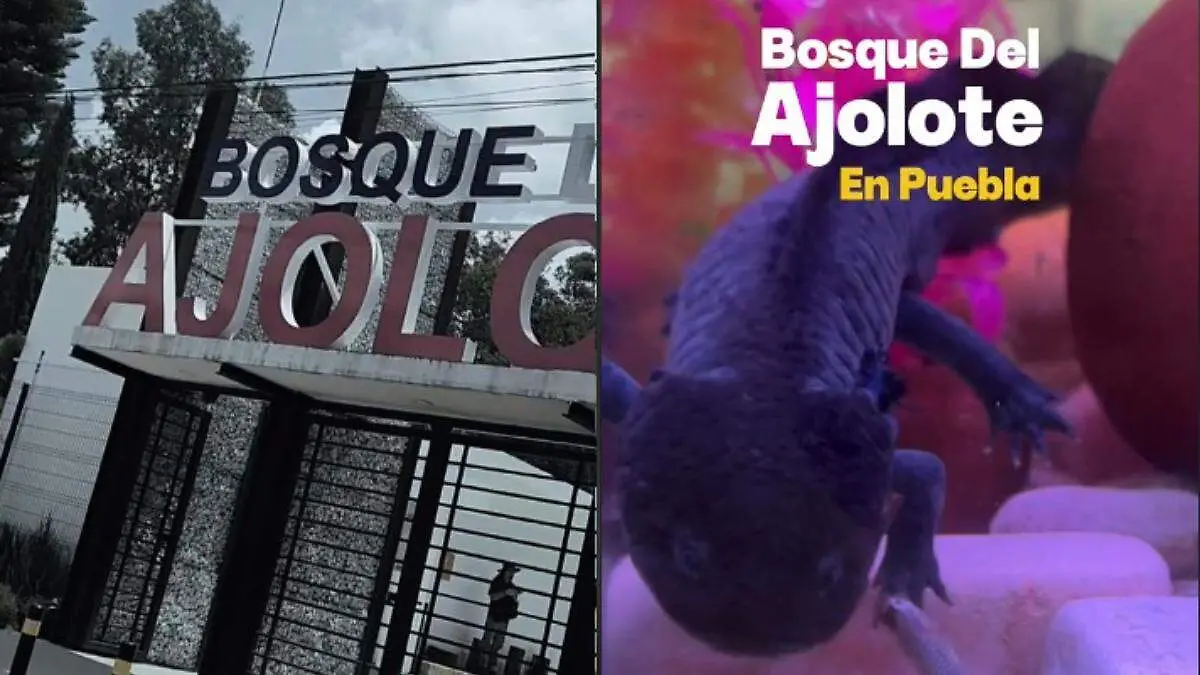 Bosque del Ajolote en Puebla