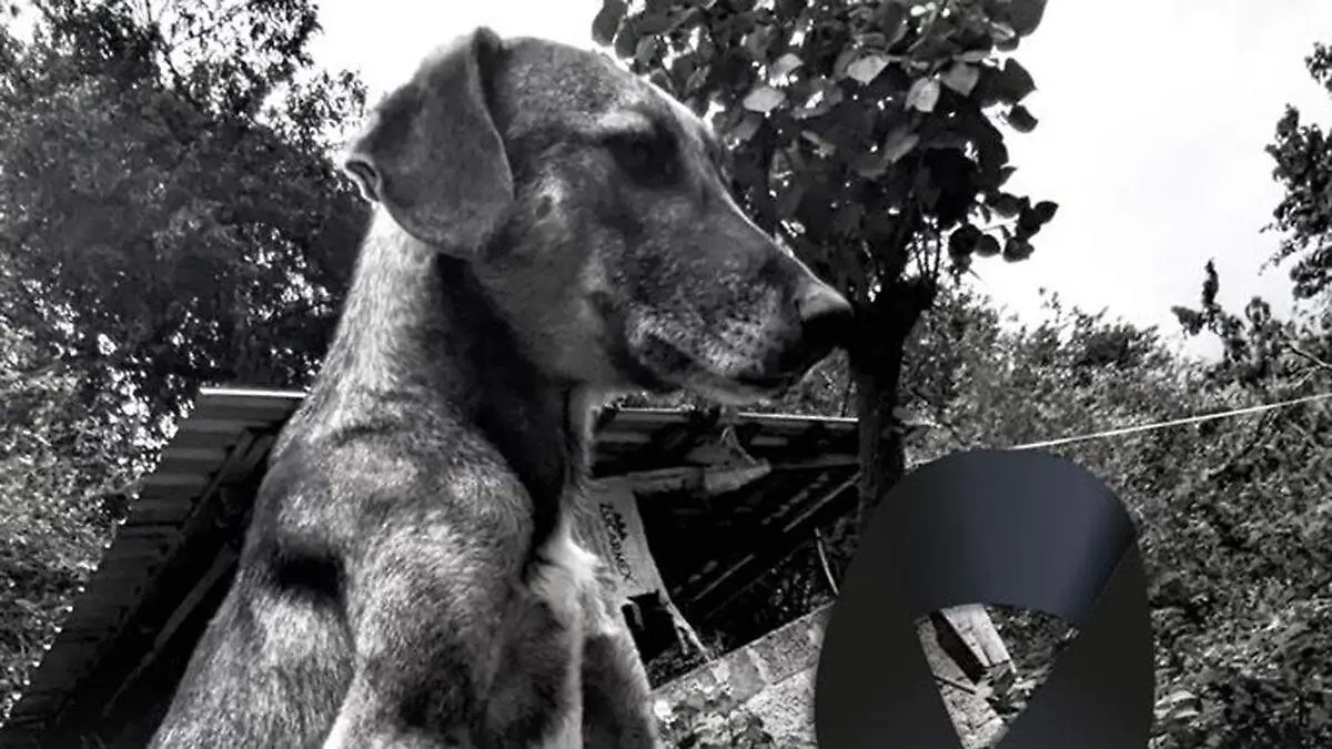 El gobierno de Puebla condenó el ataque contra Chapulín, un perro que fue herido de bala en Tetela de Ocampo