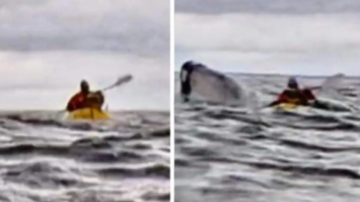 Hombre fue sorprendido por una ballena jorobada