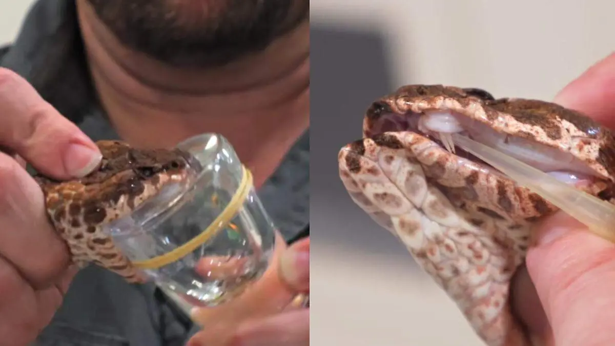 serpiente con tres colmillos