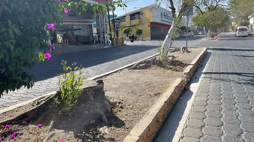 tala-arboles-tehuacan