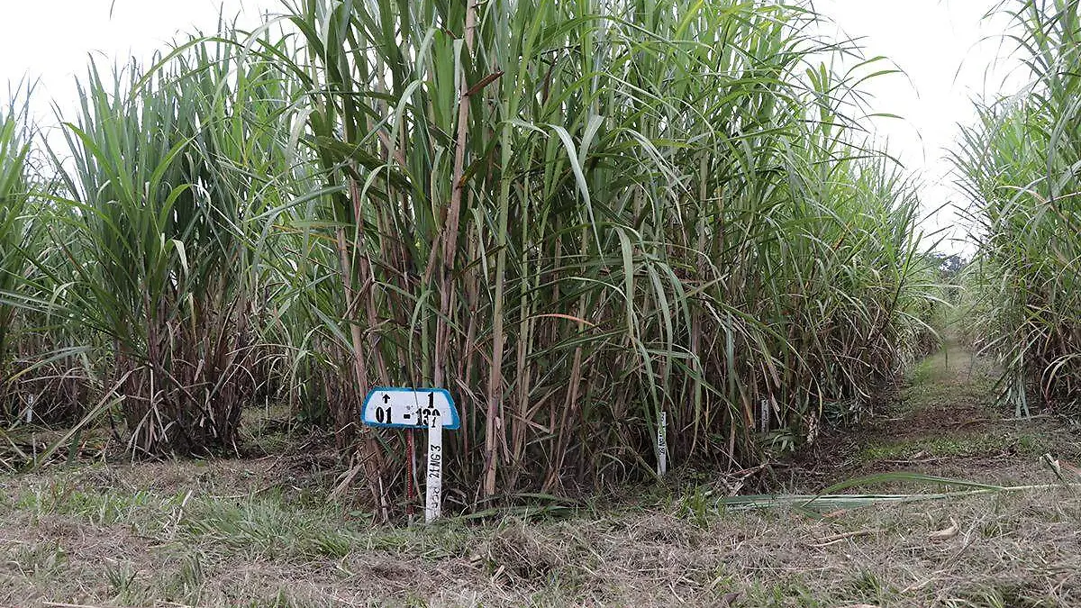 Cultivo de caña de azucar