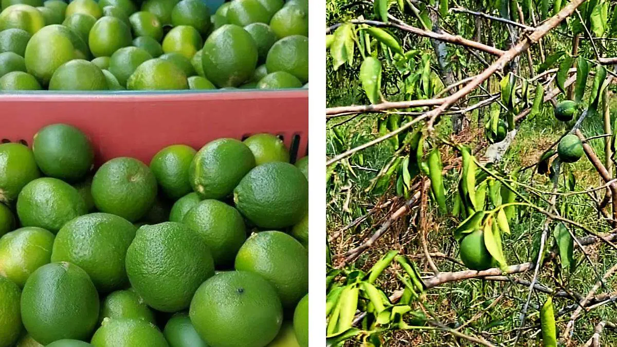 producción-limón