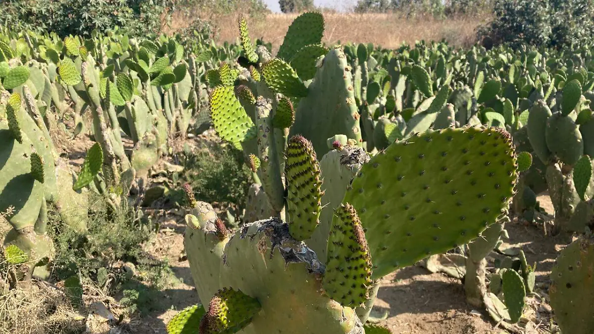 Pese a la baja calidad del producto y al alza en precios, la comunidad se prepara para celebrar la tradicional Feria del Nopal 2025 a inicios de junio.