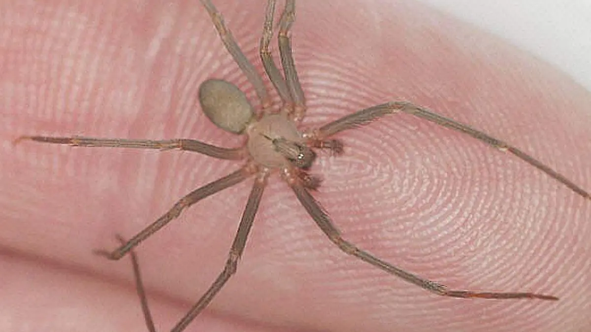Puebla refuerza servicios de salud ante temporada de araña violinista