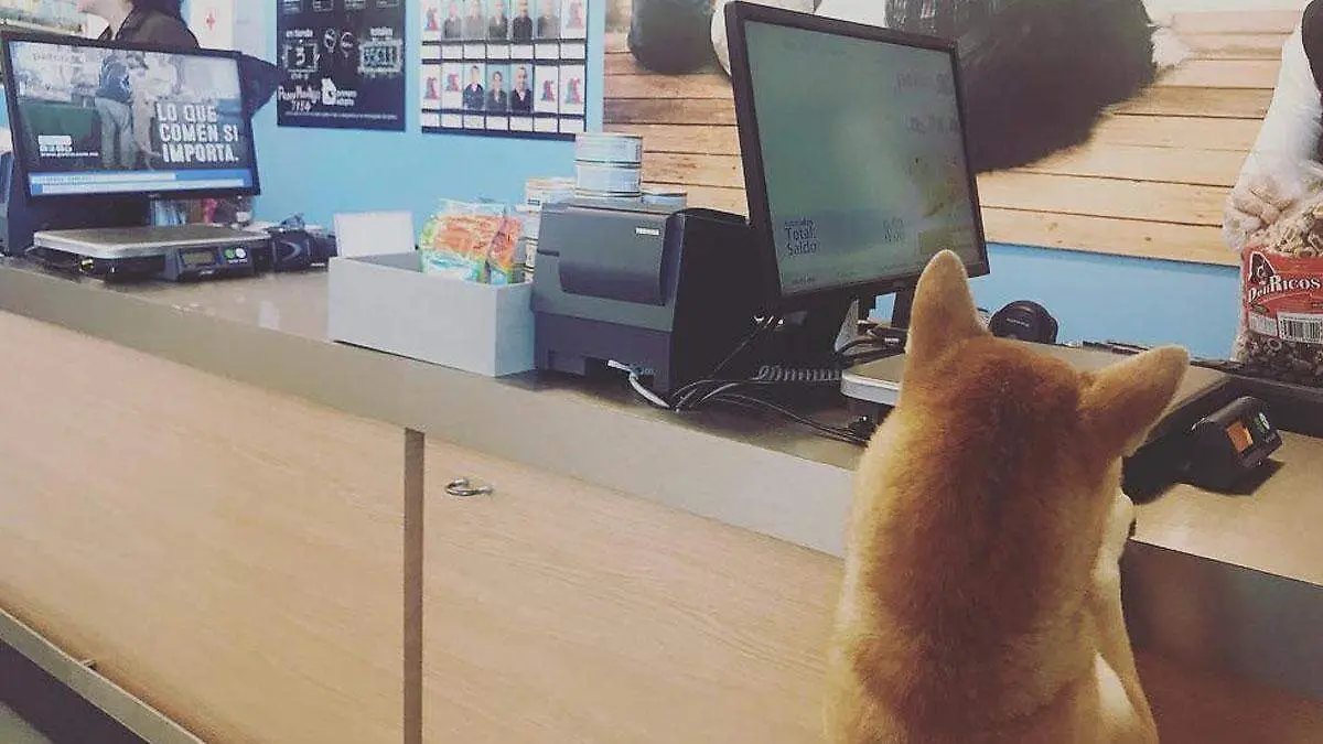 asaltan Petco de la colonia Benito Juárez en Puebla 