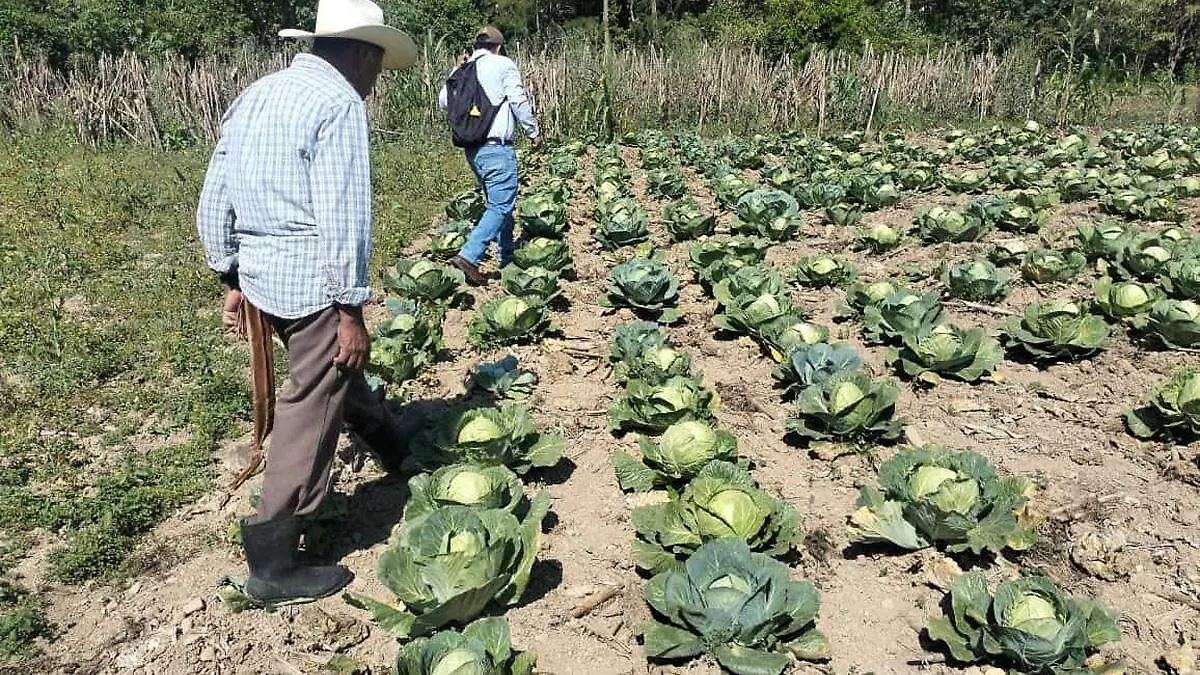 hongo col lechuga