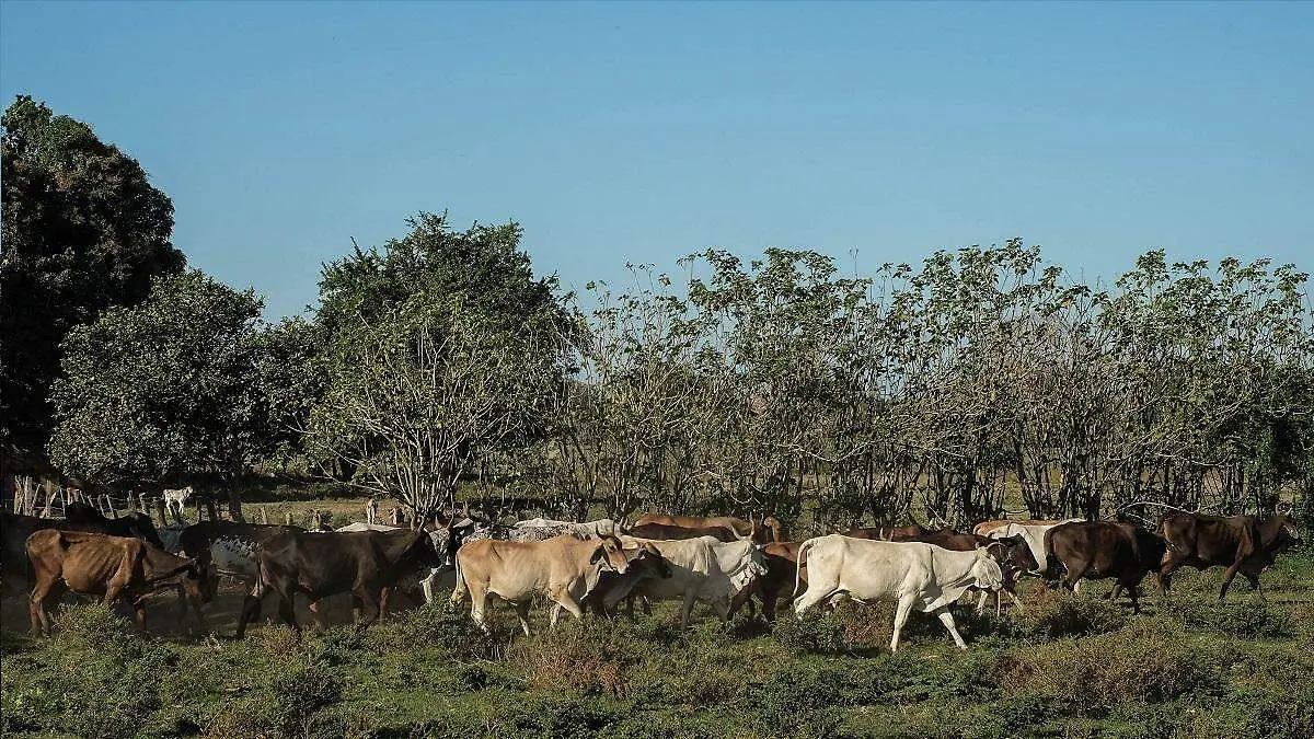 1023464_Ganadería Chiapas_impreso