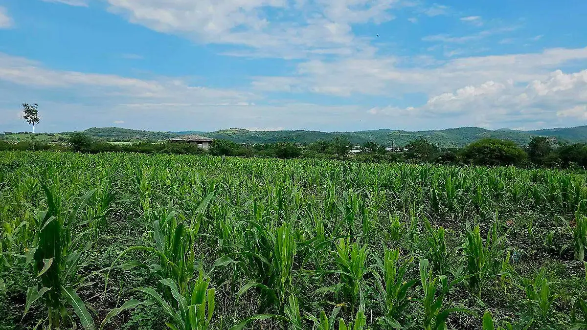 campo agricultura